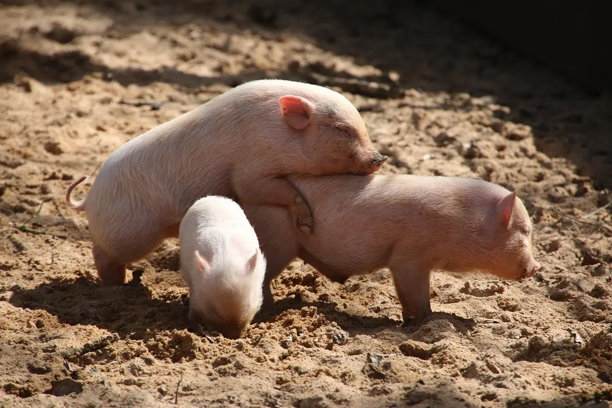 altura da pepa pig