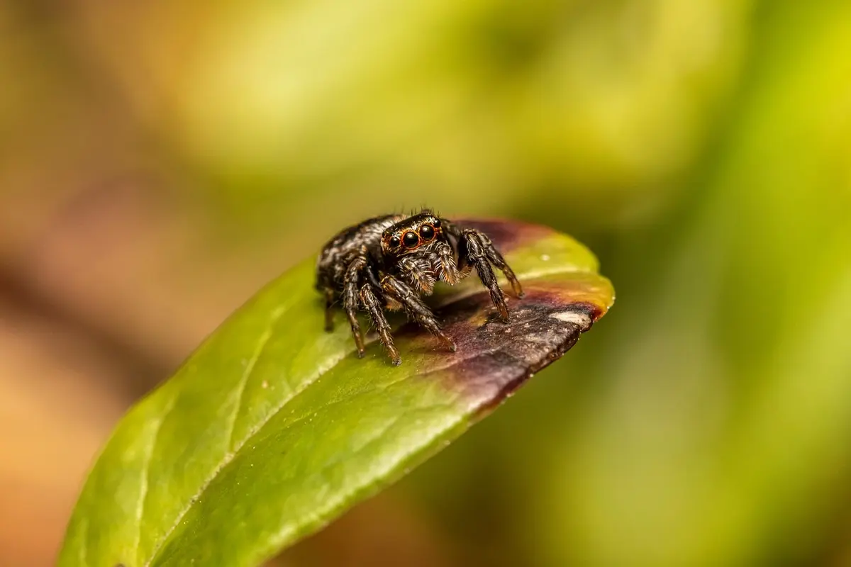 aranha dentro de casa