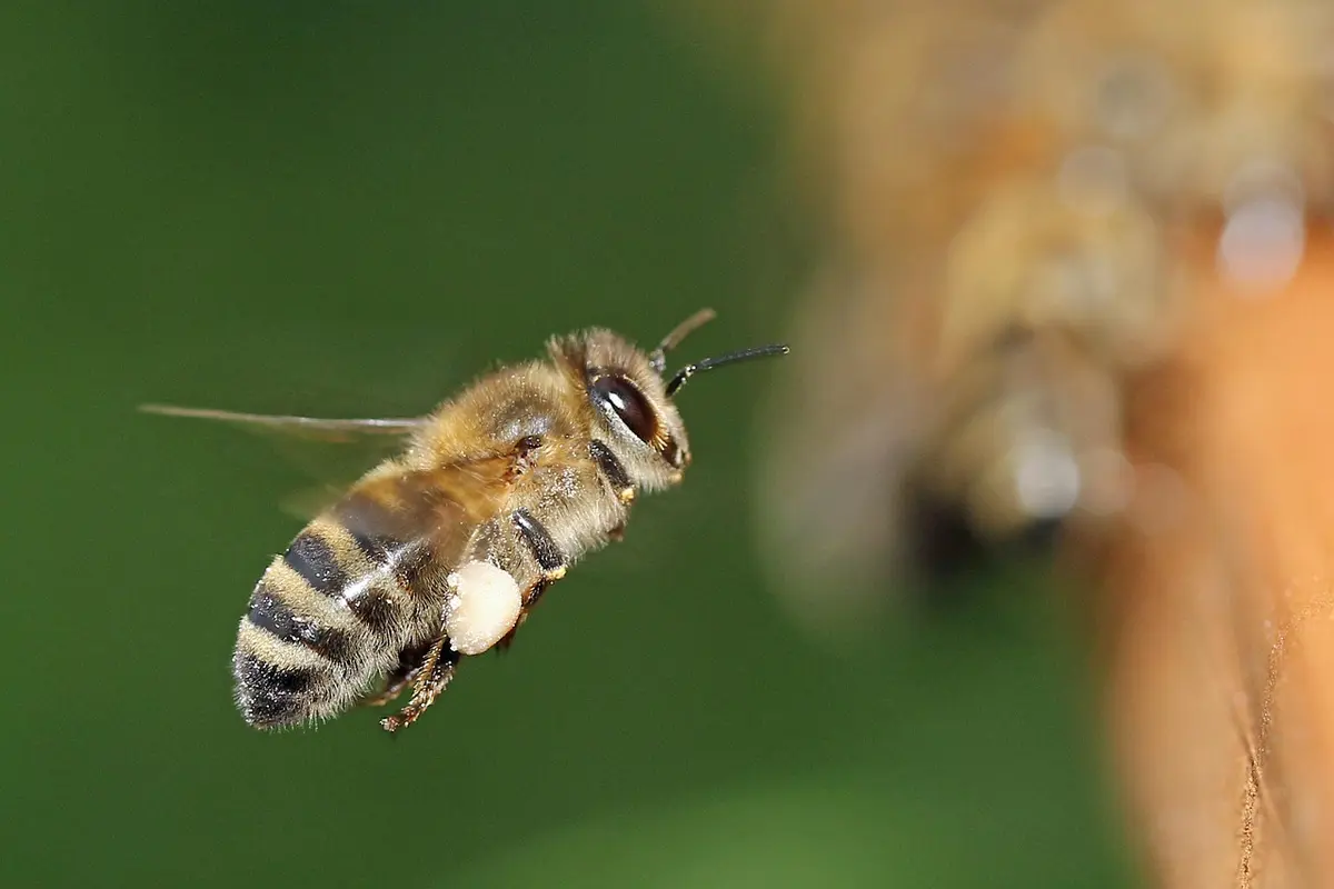 beekeeper existe na vida real
