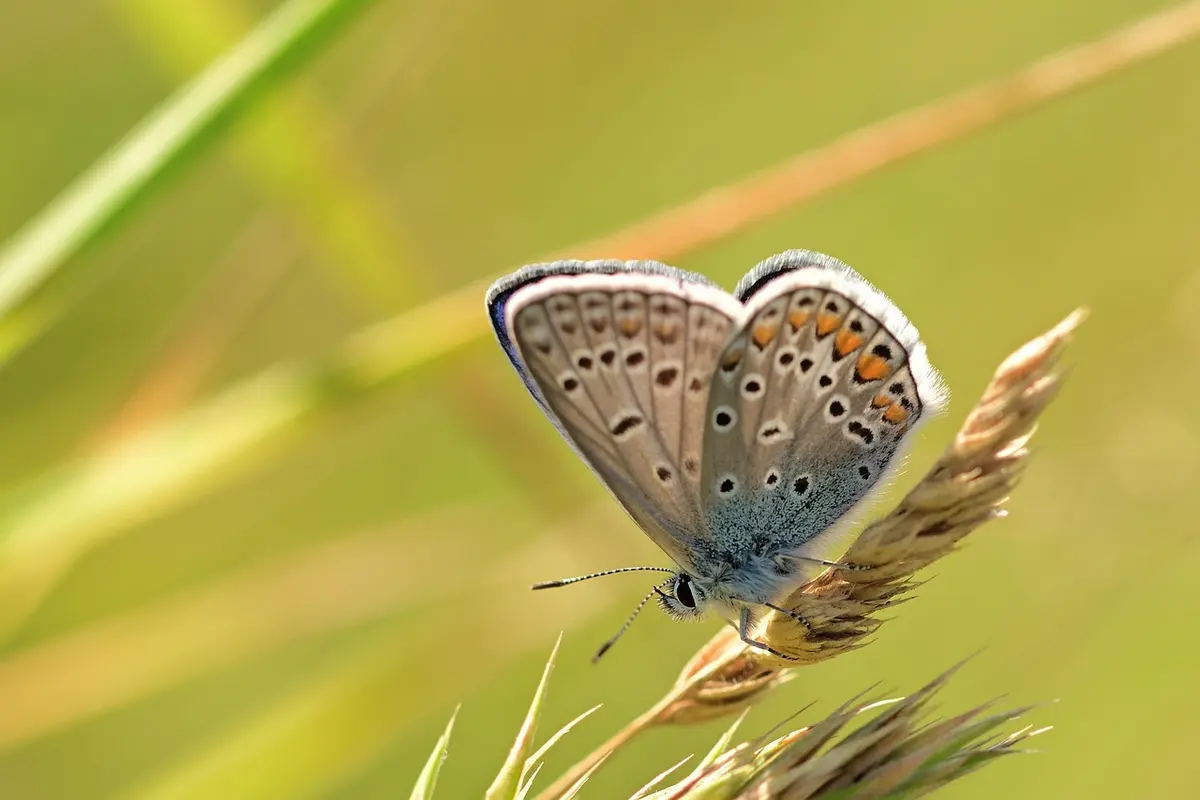 borboleta bege