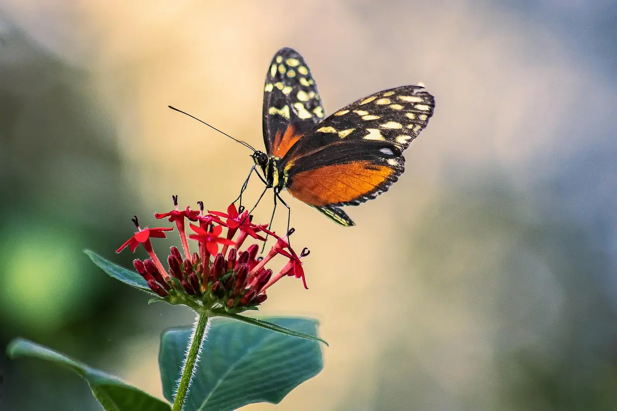 borboleta laranja