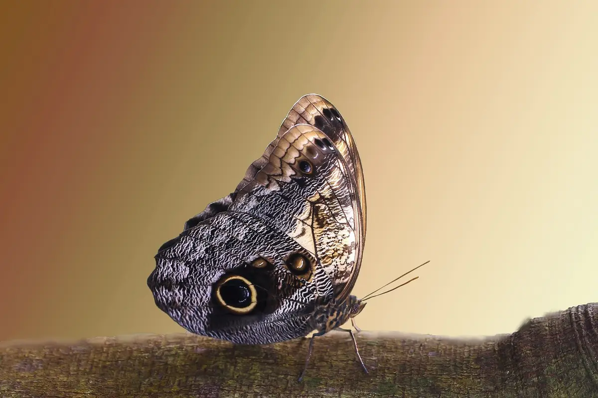 borboleta preta na bíblia