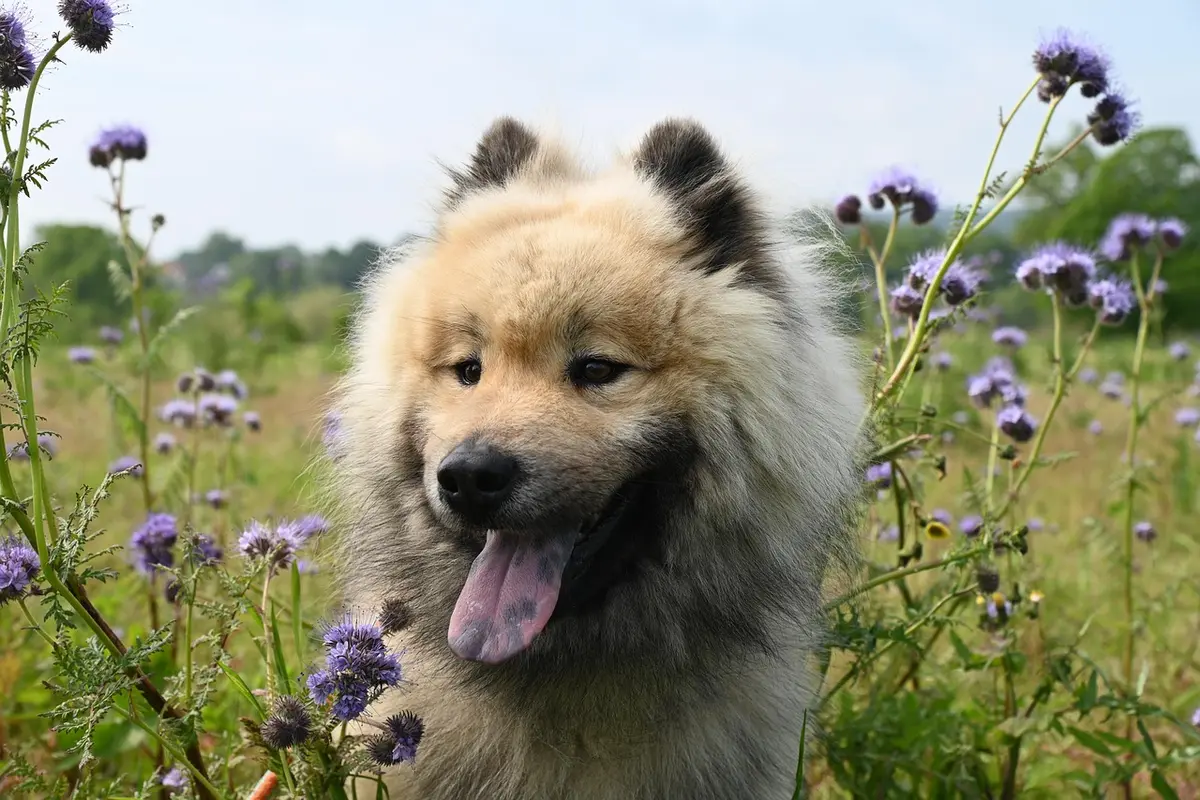 cachorro mais bravo do mundo