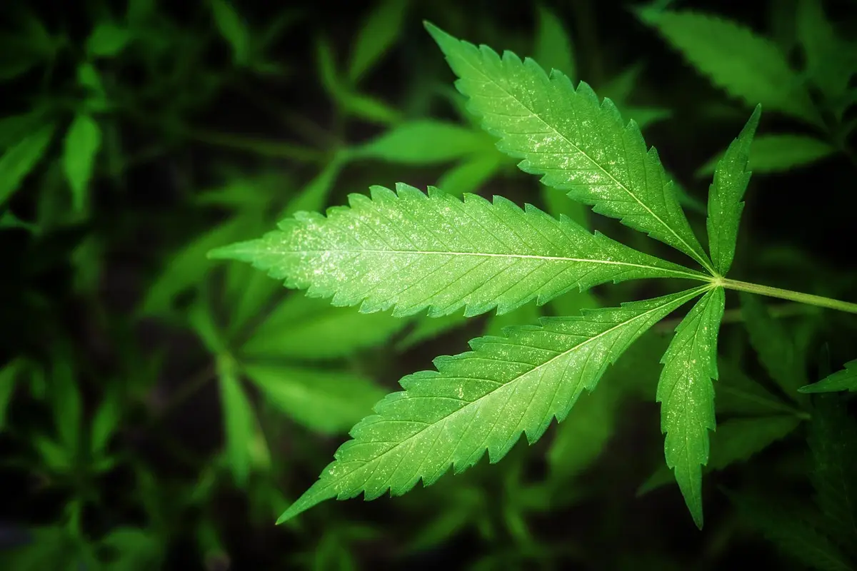 caneta de thc