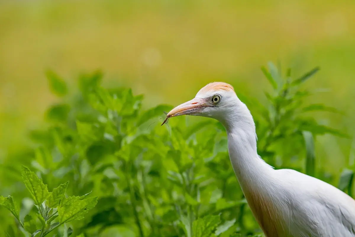 raça bovina da índia