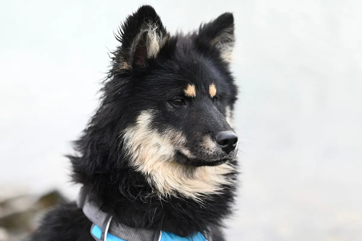 remédio caseiro para cachorro que não come