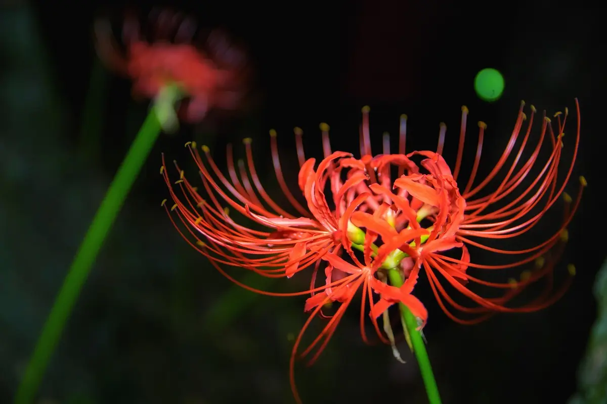sonhar com aranha vermelha