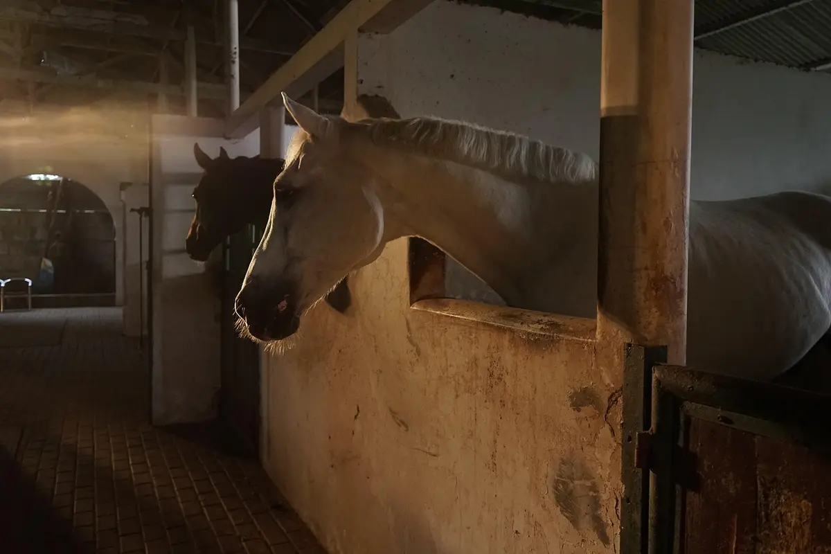 sonhar com cavalo correndo