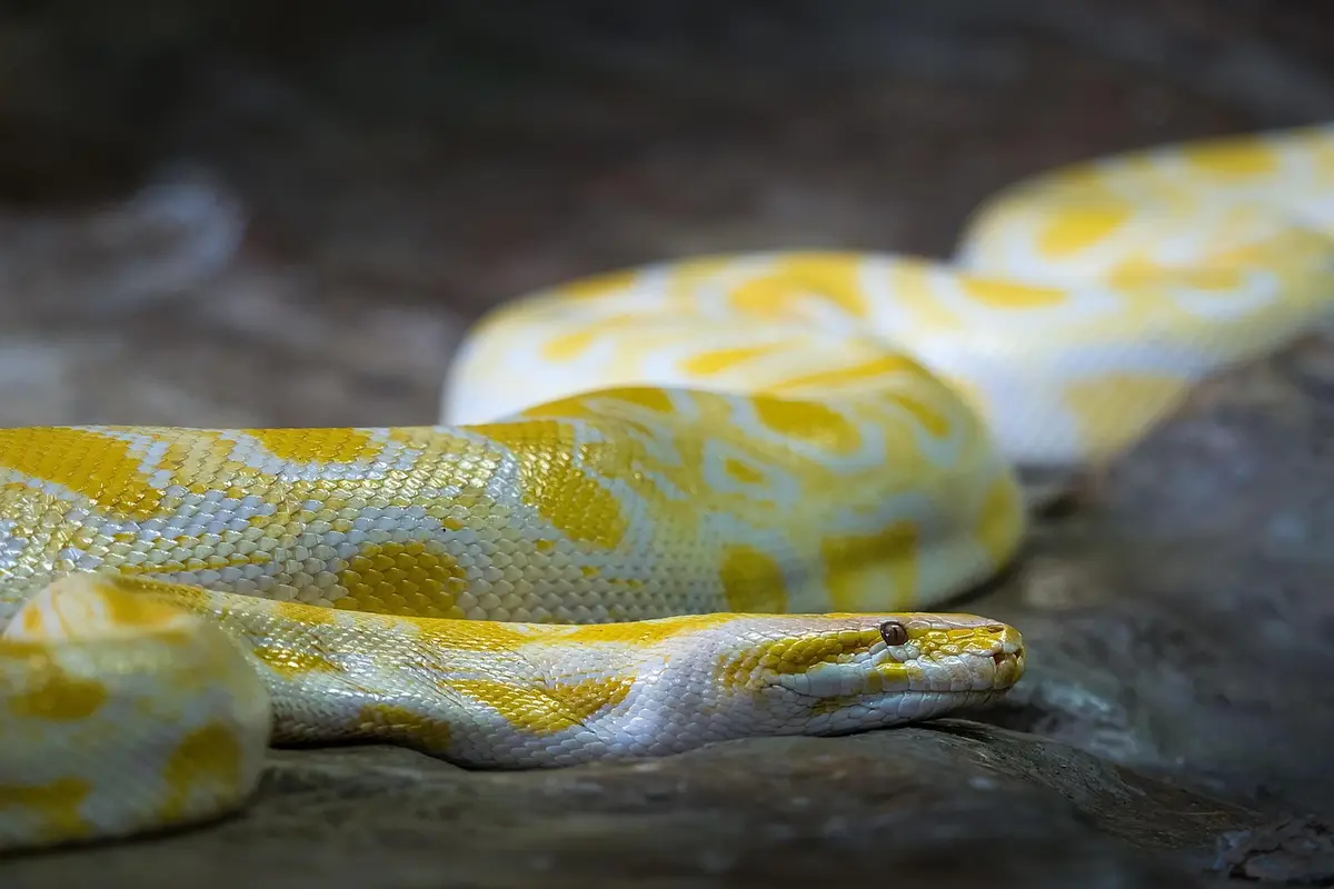 sonhar com cobra