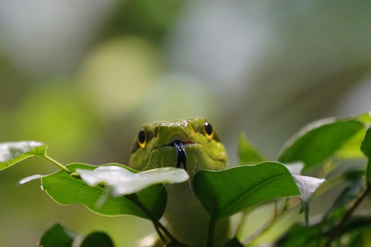 sonhar com cobra verde picando