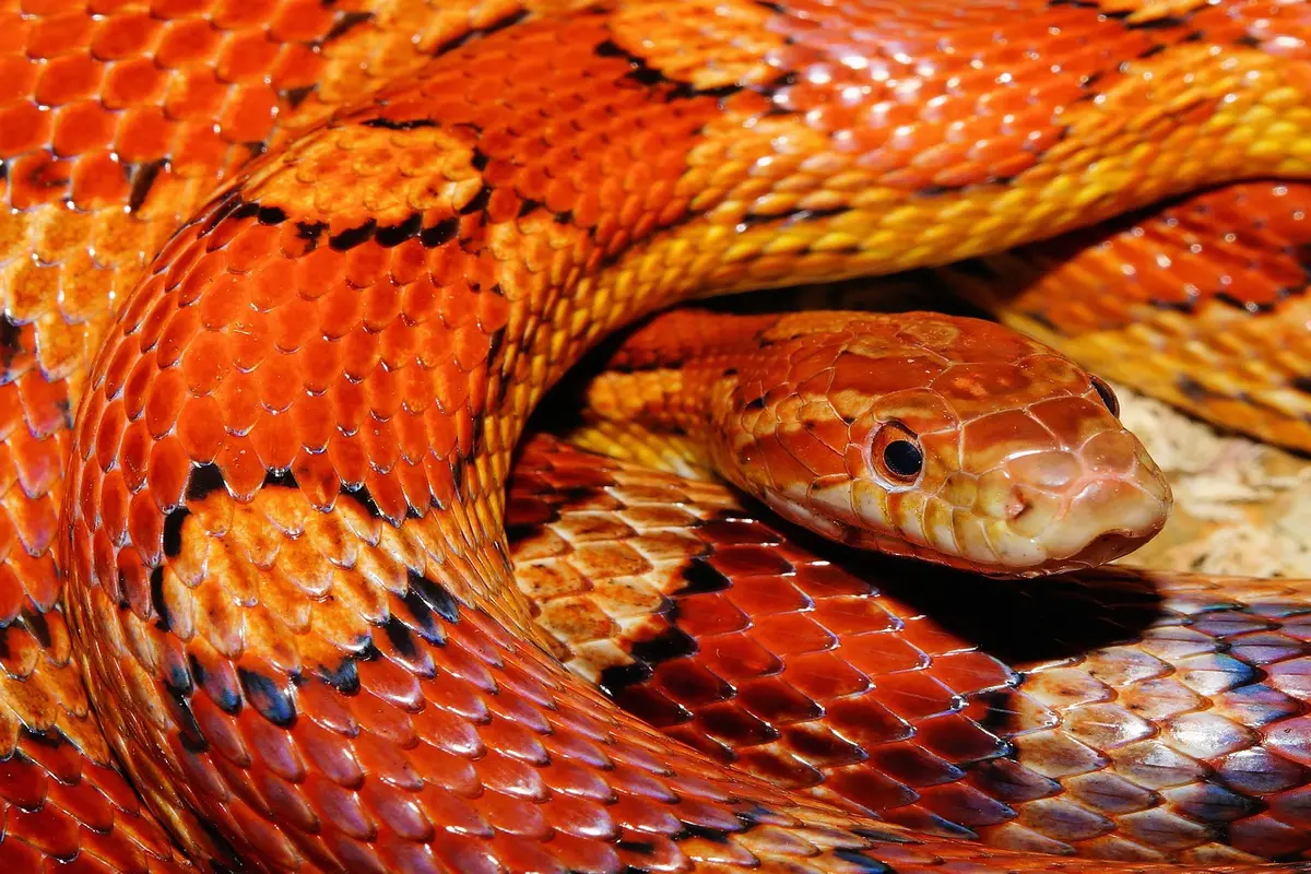 sonhar com filhote de cobra