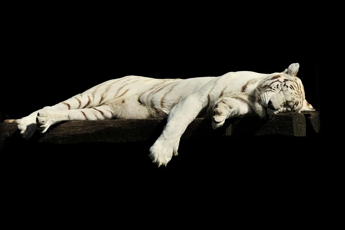 sonhar com tigre