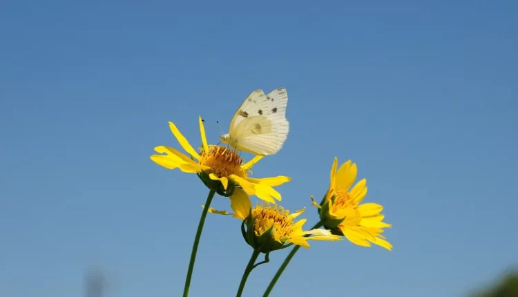 Borboleta bege: significado espiritual surpreendente que você deve conhecer