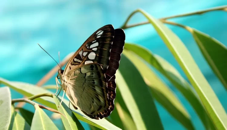 Borboleta dentro de casa: significado espiritual que você não pode ignorar