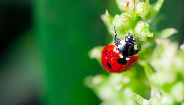 Encontrar joaninha: 5 significados espirituais que podem mudar seu dia