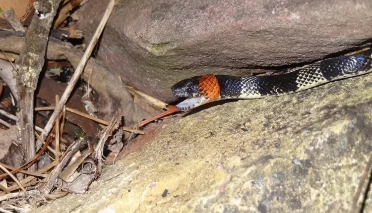 Sonhar com cobra coral: alerta espiritual raro e poderoso