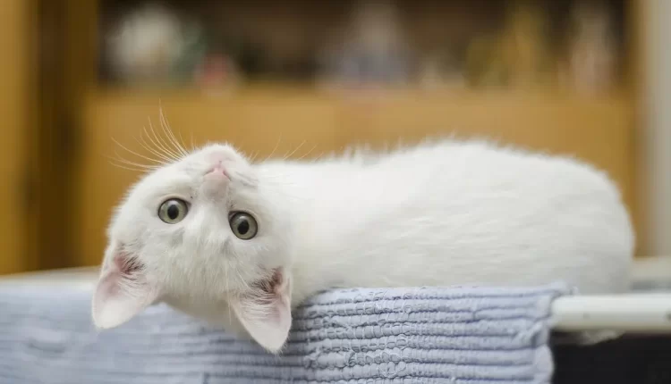 Sonhar com gato branco: simbolismo espiritual de pureza e proteção
