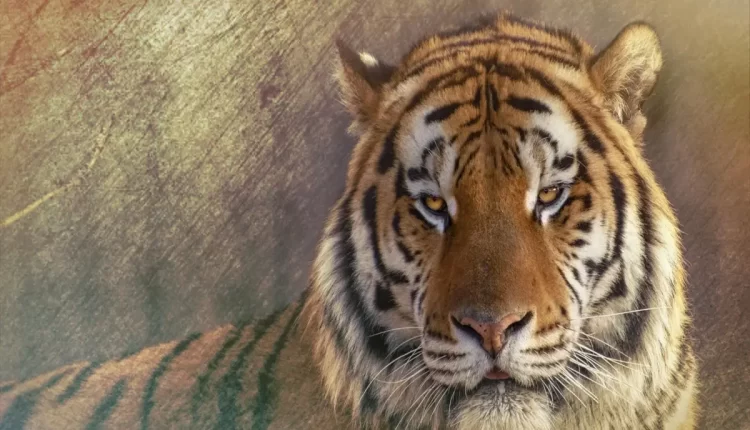 Sonhar com tigre: alerta espiritual sobre poder, coragem e desafios