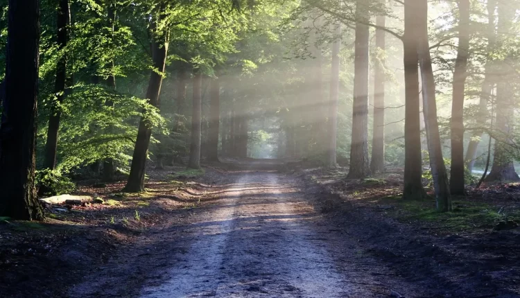 Sonhos que revelam caminhos na vida: 10 sinais espirituais que guiam decisões