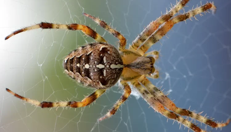 Aranha dentro de casa: 5 interpretações espirituais para esse presságio