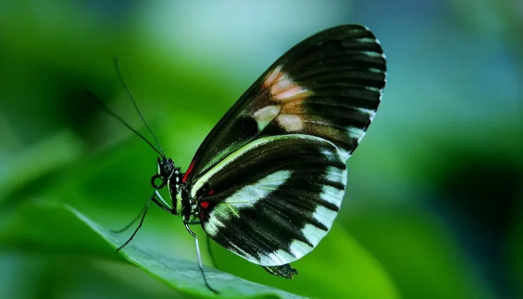 Borboleta preta na Bíblia: entenda o simbolismo oculto nas escrituras