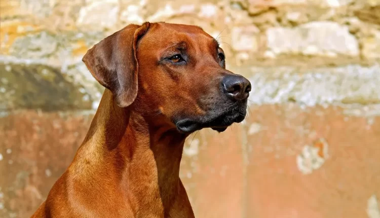 Cachorro mais bravo do mundo: descubra qual é e conheça sua história