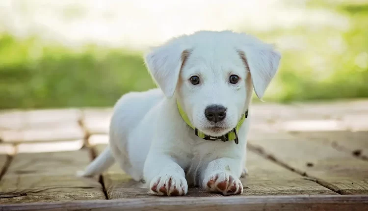 Remédio caseiro para cachorro que não come: 7 soluções seguras e naturais