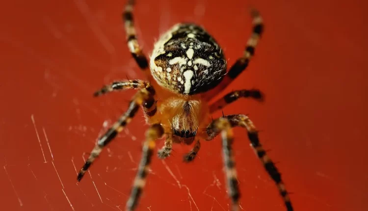 Sonhar com aranha vermelha: alerta espiritual raro e poderoso