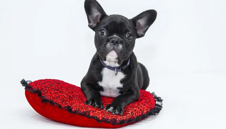 Sonhar com cachorro preto: presságios ocultos de proteção e mistério