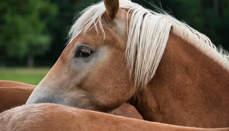 Sonhar com cavalo correndo: 6 sinais de liberdade e força espiritual