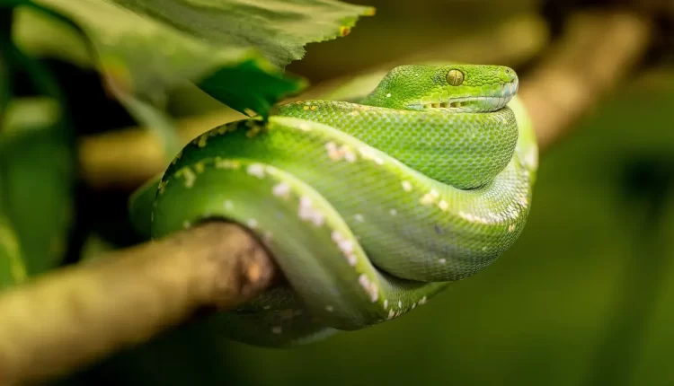 Sonhar com cobra: 10 significados surpreendentes que você precisa descobrir AGORA!