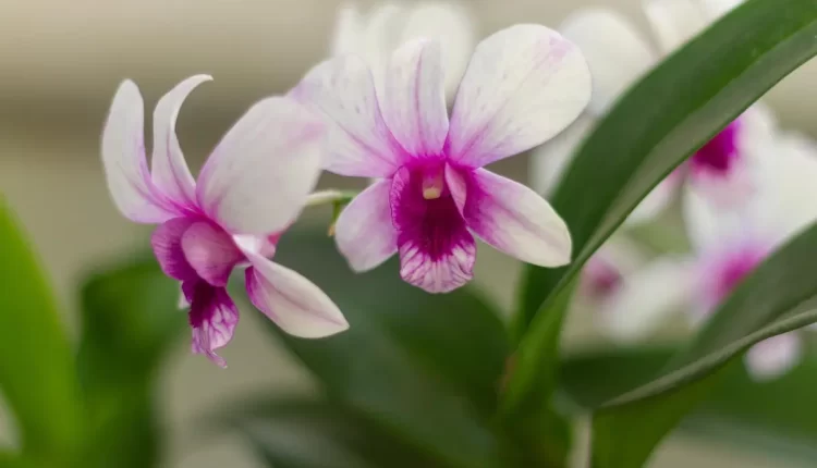 Sonhar com flores: 10 presságios espirituais de renovação e esperança