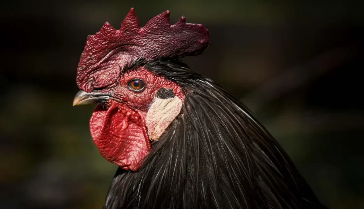 Sonhar com frango: mensagens de prosperidade e simplicidade