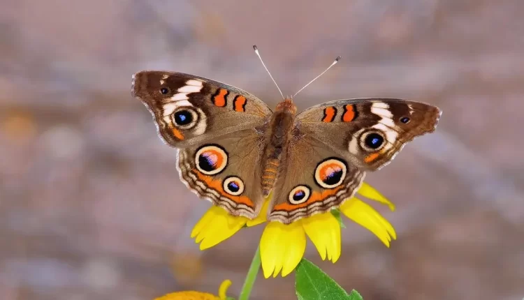 Borboleta Laranja: 10 Dicas Imperdíveis para Transformar Seu Jardim em um Paraíso Colorido Hoje Mesmo!