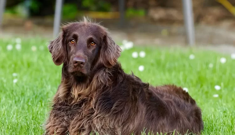 Sonhar com cachorro fugindo: 7 significados surpreendentes que você precisa conhecer agora!