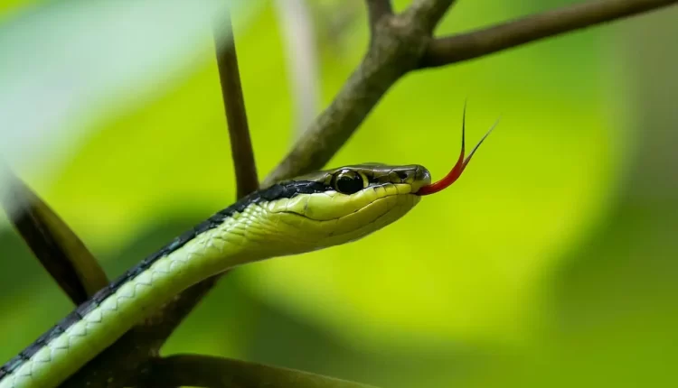 Sonhar com cobra verde picando: 7 significados que você precisa conhecer agora!