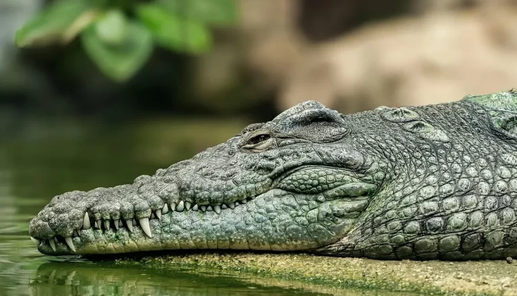 Sonhar com dente caindo da boca: 10 significados surpreendentes que você precisa saber agora!