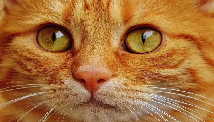 Sonhar com gato e rato: 10 revelações surpreendentes que você precisa saber hoje!