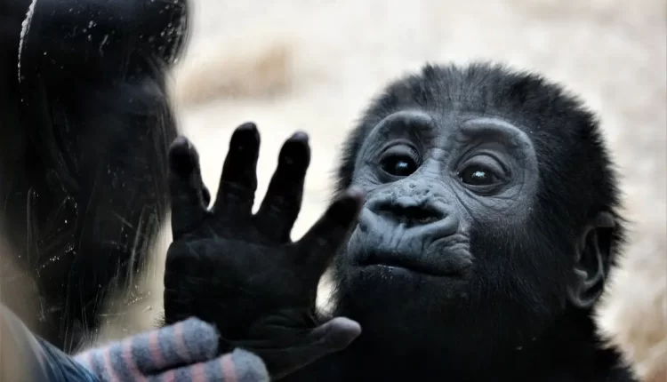Sonhar com macaco segundo a bíblia: 10 significados surpreendentes que você precisa descobrir agora!