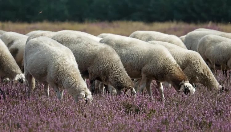 Raça bovina da índia: 10 razões imperdíveis para conhecer e investir agora!