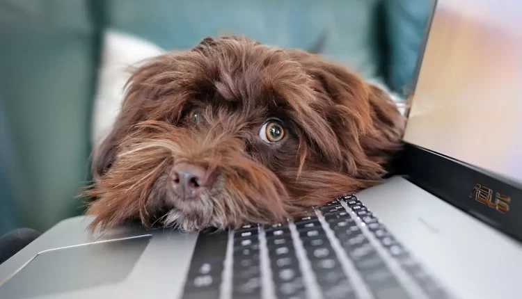 Recuperar email excluído no Gmail: 7 maneiras rápidas e infalíveis para não perder informações importantes!