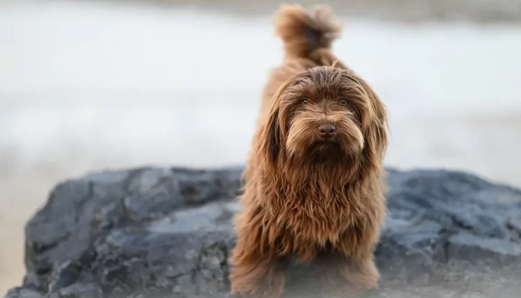 Sonhar com cachorro: 7 dicas incríveis para interpretar seus sonhos e mudar sua vida agora!
