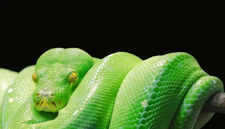 Sonhar com filhote de cobra: 7 Significados Reveladores e 10 Dicas para Interpretar Seus Sonhos Agora!