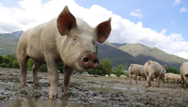 Altura da Peppa Pig: 10 Curiosidades Impressionantes que Você Precisa Saber Agora!