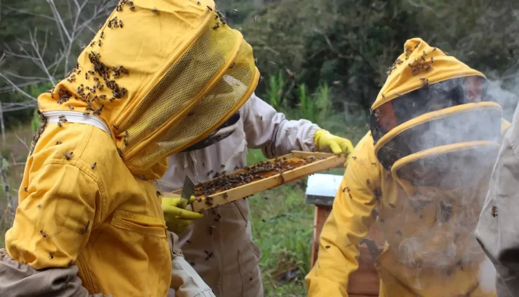 Beekeeper existe na vida real: 10 razões surpreendentes para se tornar um apicultor hoje mesmo!