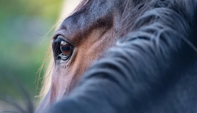 Arquétipo do Cavalo: 10 Maneiras de Liberar Seu Potencial Único Hoje Mesmo!