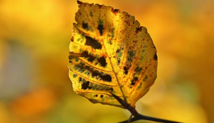 Cor dourada no Canva: 10 Ideias Incríveis para Brilhar em Seus Projetos Hoje!
