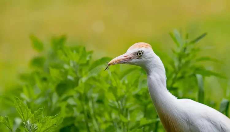 Raça bovina originária da Índia: 7 Fatos Surpreendentes que Você Precisa Saber Hoje!