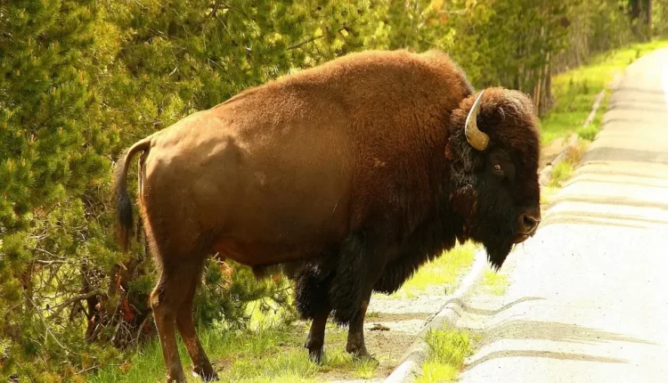 Rip morre em Yellowstone: 7 Motivos Imperdíveis para Visitar o Parque Agora Mesmo!
